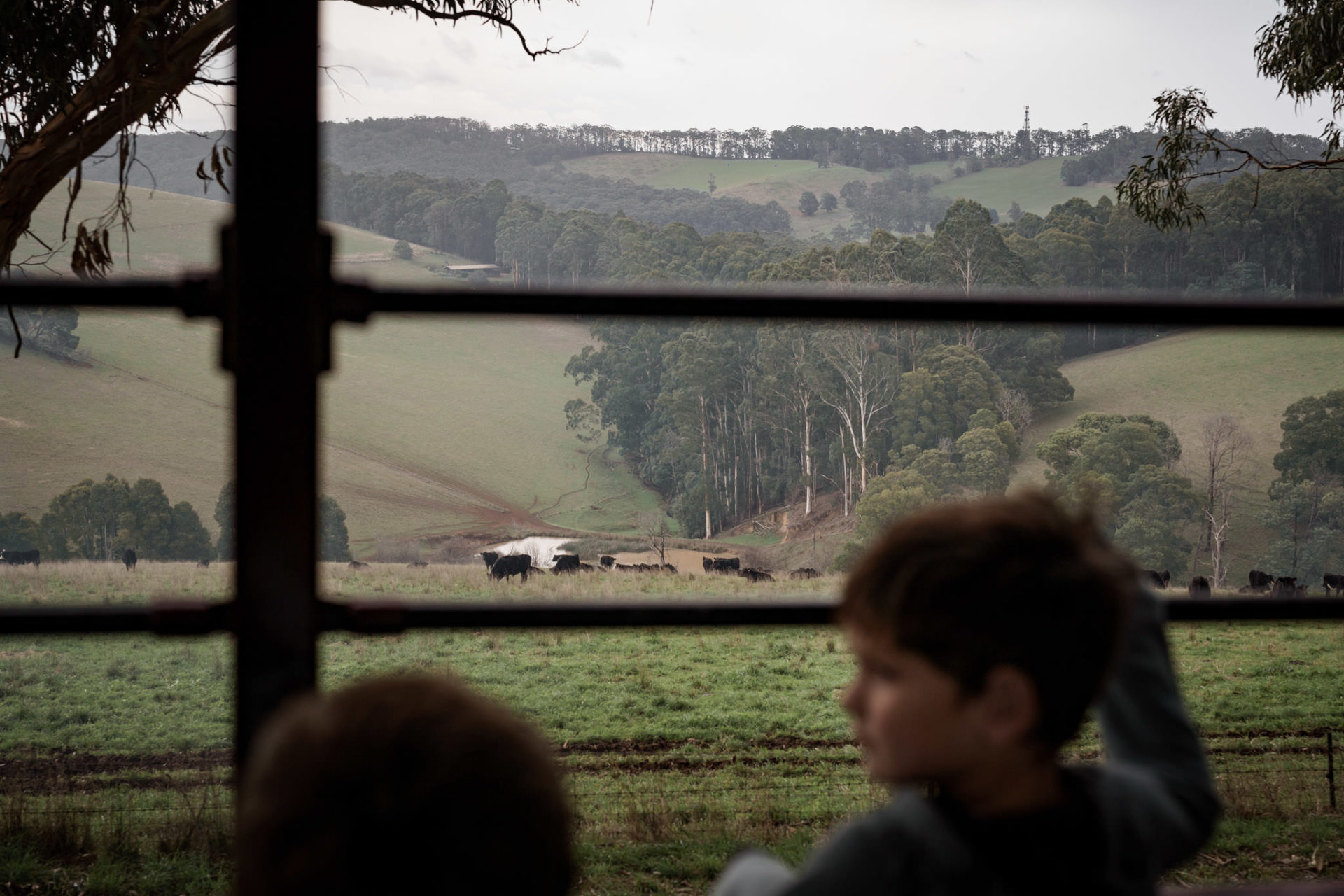 Gembrook views from inside the Puffing Billy carraige. Rolling farmlands and animals can be seen outside.