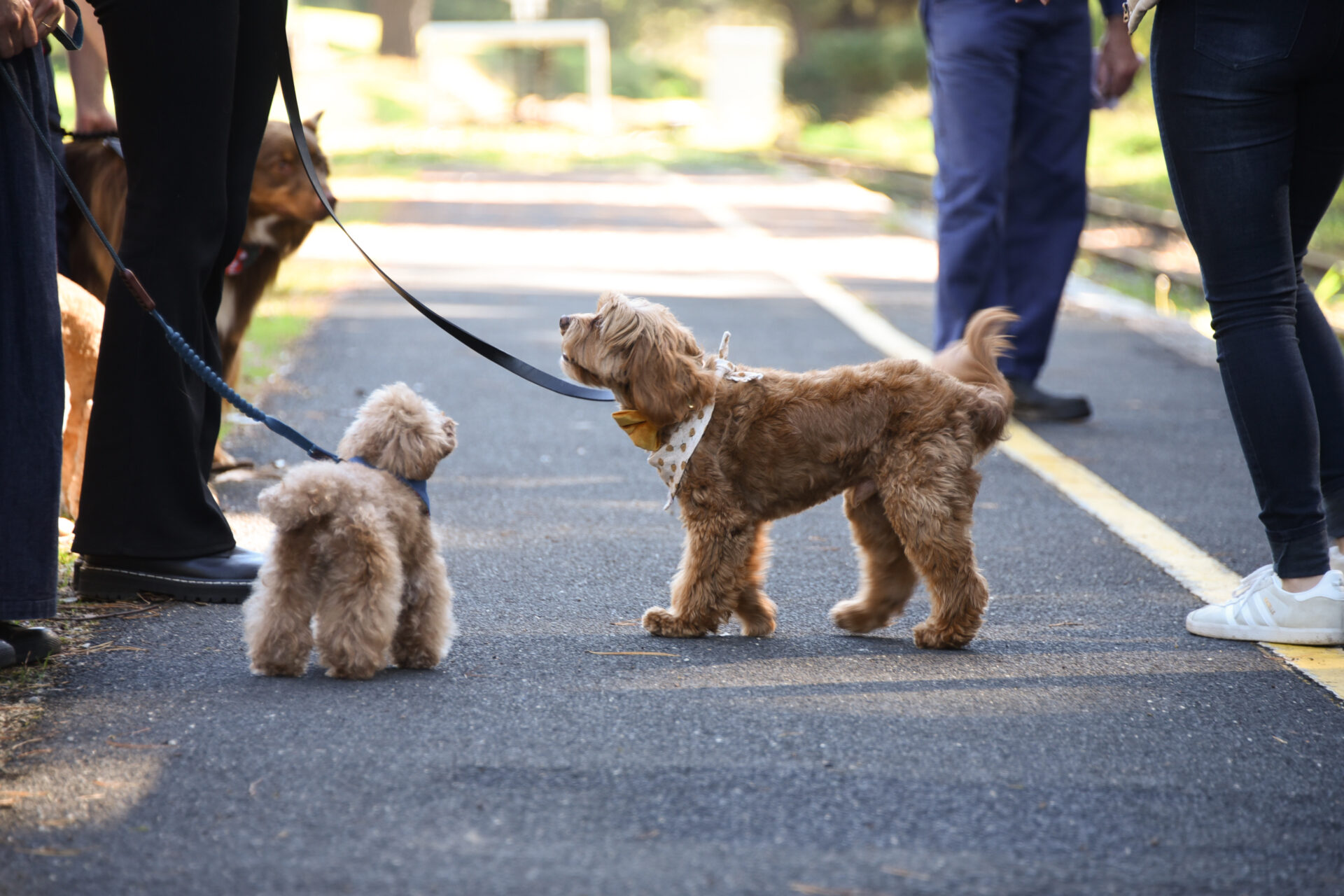 Two dogs and their owners standing on a railway platform.