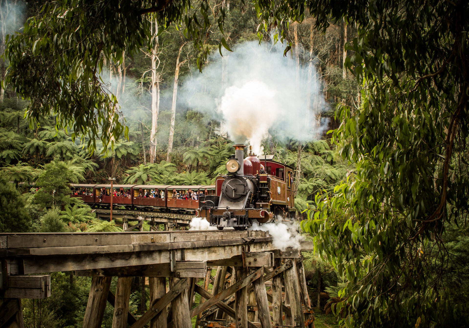 A steam locomotive hauling several open side carriages travels over a trestle bridge surrounded by ferns and mountain ash trees. Steam is billowing from the locomotive.